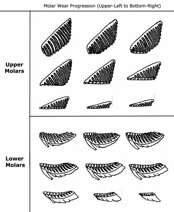 Diagram of upper and lower molars with progressive amounts of wear.